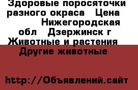 Здоровые поросяточки разного окраса › Цена ­ 3 000 - Нижегородская обл., Дзержинск г. Животные и растения » Другие животные   